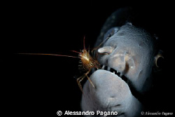 Little one "Lysmata laticauda" while he cleans up the set... by Alessandro Pagano 